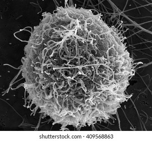 Filamentous Ebola Virus Particles Budding From A Chronically-infected VERO E6 Cell