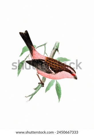 Finch Bird illustration. Vintage inspired bird art. Digital Watercolor painting.This artwork works great for design, postcards, fabrics, printing, wedding invites, and wallpapers.
