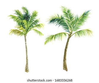 Colourful Palm Tree Watercolor Isolated Images, Stock Photos & Vectors | Shutterstock