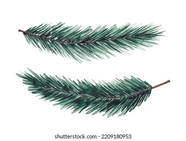 Fir pine brances hand drawn by watercolor. Isolated on white background. evergreen plants. Winter plants. Design elements for Christmas cards, banners, invitations