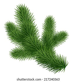 Fir Tree Branch Isolated On White Background, Coniferous Plant Illustration