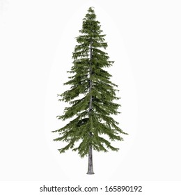 Fir Tree Isolated