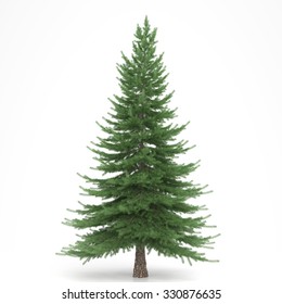 Fir Tree Isolated