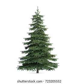 Fir tree isolated, 3d illustration