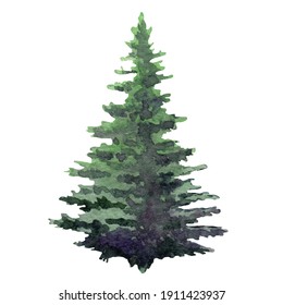 Fir tree watercolor image. Hand drawn relistic lush pine illustration Green forest plant element. Christmas tree object on white background. Evergreen natural spruce single tree