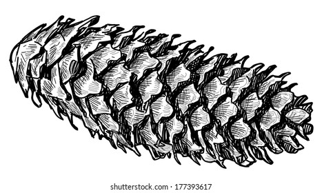 fir-cone
