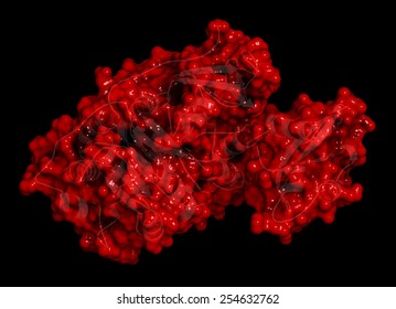 Firefly Luciferase Enzyme. Protein Responsible For The Bioluminescence Of Fireflies. Often Used As Reporter In Biotechnology And Genetic Engineering. Cartoon Model + Semi-transparent Surface. 
