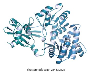 Firefly Luciferase Enzyme. Protein Responsible For The Bioluminescence Of Fireflies. Often Used As Reporter In Biotechnology And Genetic Engineering. Cartoon Model; N-to-C Gradient Coloring. 