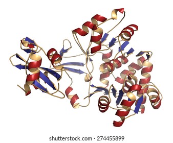 Firefly Luciferase Enzyme. Protein Responsible For The Bioluminescence Of Fireflies. Often Used As Reporter In Biotechnology And Genetic Engineering. Cartoon Model, Secondary Structure Coloring.
