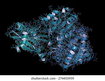 Firefly Luciferase Enzyme. Protein Responsible For The Bioluminescence Of Fireflies. Often Used As Reporter In Biotechnology And Genetic Engineering. Cartoon + Line Model; N-to-C Gradient Coloring.
