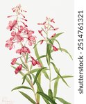 Fireweed (Epilobium angustifolium) (1902) by Mary Vaux Walcott.