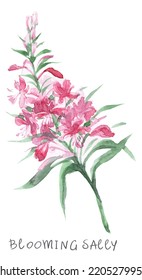 Fireweed Flower Hand-drawn In Watercolor. Wild Flower For Design And Decoration.