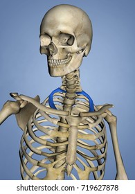 First Rib Rib Cage 3d Model Stock Illustration 719627878 | Shutterstock