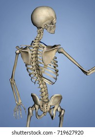 First Rib Rib Cage 3d Model Stock Illustration 719627920 | Shutterstock