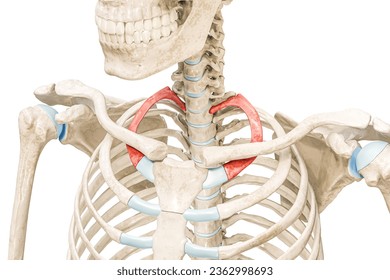 First rib in red color 3D rendering illustration isolated on white with copy space. Human skeleton anatomy, medical diagram, osteology, skeletal system concepts.