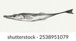 Fish (1819) by Jean Bernard (1775-1883). Black and white fish illustration. Vintage black and white fish animal art drawing illustration, old painting art print of fish animal.