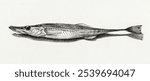 Fish (1819) by Jean Bernard (1775-1883). Black and white fish illustration. Vintage black and white fish animal art drawing illustration, old painting art print of fish animal.