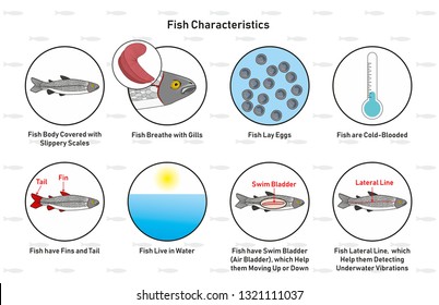 Fish Characteristics Infographic Diagram Including Slippery Scales Gills Laying Eggs Cold Blooded Fins Tail Living In Water Swim Bladder And Lateral Line For Biology Science Education