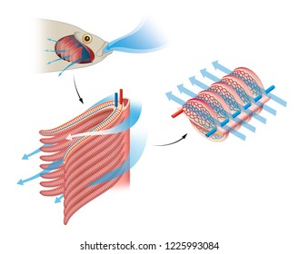 Fish gas exchange. Structure of Gills in Fishes. Respiration