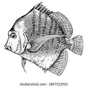 Fish Hand Drawing Illustration Fish Line Stock Illustration 1897212910 ...