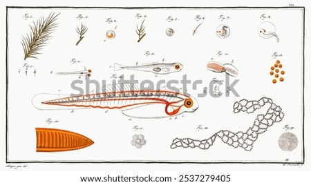 Fish hatching and growing by Marcus Elieser Bloch. Vintage art drawing of fish illustration, vintage watercolor illustration print of fish hatching and growing process. Vintage fish cycle print.
