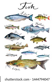 Fish Poster Salmon Sea Food