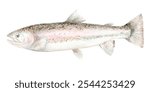 Fish Rainbow trout. A fish of the salmonid family. Watercolor Clip Art The illustration is hand drawn. Suitable for encyclopedias, card designs, textiles and scrapbooking.