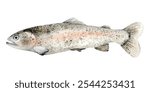 Fish Rainbow trout. A fish of the salmonid family. Watercolor Clip Art The illustration is hand drawn. Suitable for encyclopedias, card designs, textiles and scrapbooking.