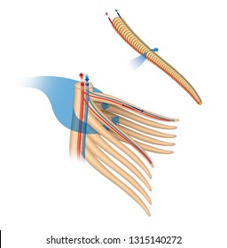 Fish Respiratory System. Fish Gas Exchange