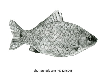 Fish Sea Bass Sketch Drawing Stock Illustration 474296245 | Shutterstock