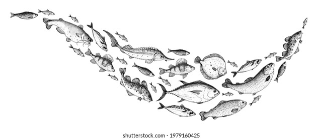 Fish Sketch Collection. Hand Drawn  Illustration. School Of Fish Illustration. Food Menu Illustration. Hand Drawn Fish Set. Engraved Style. Sea And River Fish