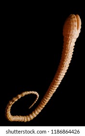 Fish Tapeworm - Detailed diphyllobothrium latum under the microscope - 3d rendering