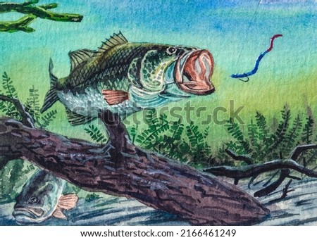 Fishing. Largemouth Bass fish. Fishing on the Lake. Underwater view on fish. Water plant. Wildlife animals. Watercolor painting. Acrylic drawing art.