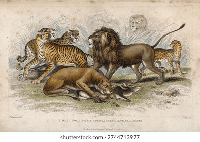 Five different specimen of cats shown fighting for the prey Coloured etching by J Miller after J Stewart. Vintage animal illustration, art drawing.