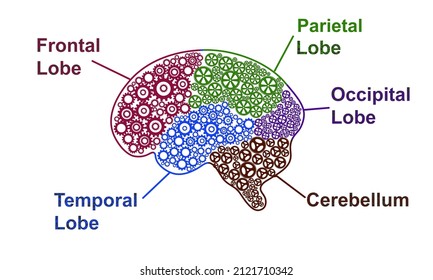 Five Parts of human brain anatomy. Brain Lobes Gear Abstract with text infographic on white background. Science and creativity Concept