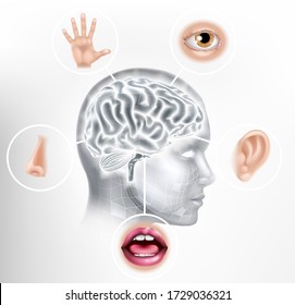 1,913 Five human senses Images, Stock Photos & Vectors | Shutterstock