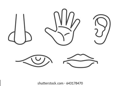 Five Senses Icons Set Isolated White Stock Illustration 643178470 ...