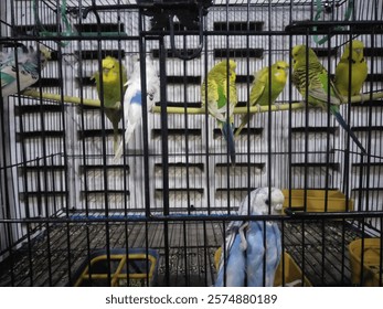 Five vibrant small parrots are perched closely together showcasing their colorful feathers Each parrot displays a unique blend of bright colors including green blue yellow and red Their cheerfu