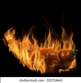 Flaming Red Ghost Pepper