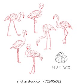 Flamingo Bird Line Animal Illustration Set.