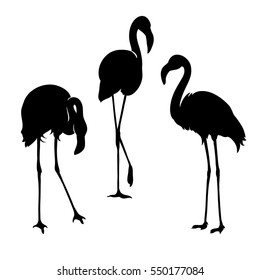 Flamingo isolated. Exotic bird. Silhouette three flamingo, decorative flat design element. Raster version illustration