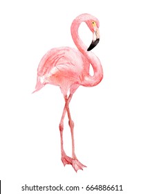Flamingo, isolated on white background, watercolor illustration