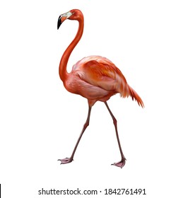 713 Flamingo realistic drawing Images, Stock Photos & Vectors ...