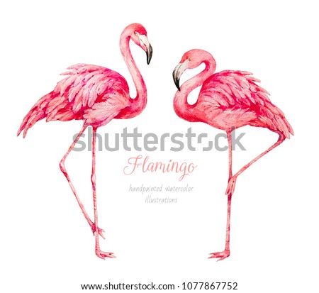 Flamingo. Watercolor illustration