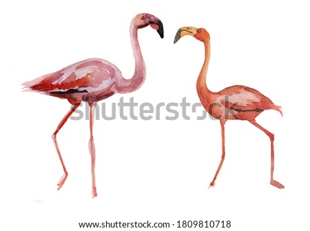 Flamingos. Set. Watercolor hand painted illustration on white background.