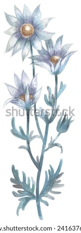 Flannel flower Watercolor hand drawing painted illustration.