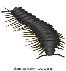 Flat Poisonous Black Centipede On White Stock Illustration 1903132816