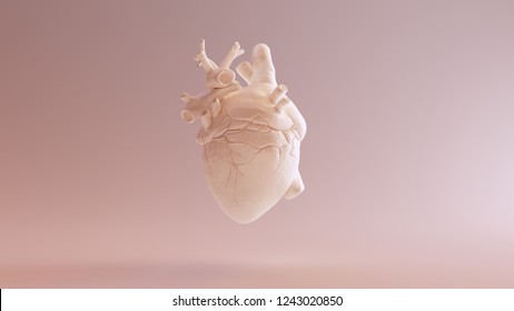 Flesh Colored Anatomical Heart 3d Illustration 3d Render