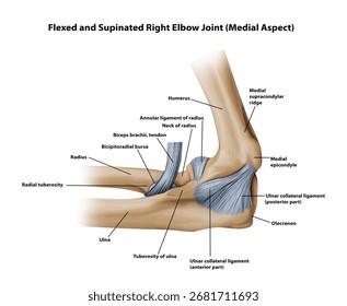 Flexed and Supinated Right Elbow Joint Human bone anatomy medical illustration