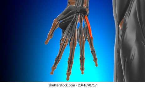 Flexor Digiti Minimi Brevis Of Hand Muscle Anatomy For Medical Concept 3D Illustration